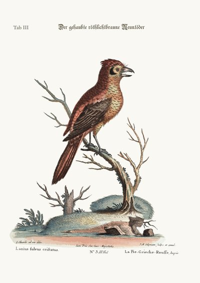 The Crested Red or Russit Butcher-Bird, 1749-73 by George Edwards